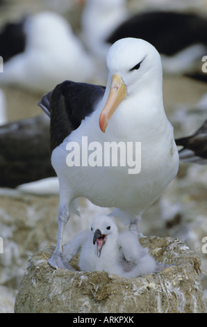 Albatros à sourcils noirs (Thalassarche melanophrys) adulte au nid avec chick, Steeple Jason Island, Îles Falkland Banque D'Images