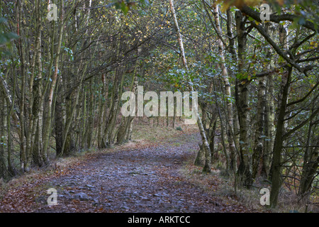 Chemin à travers silver birch Trees in autumn Banque D'Images