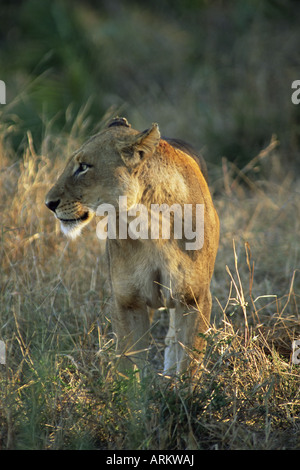 Lion (Panthera leo), Mala Mala Game Reserve, Sabi Sand Park, Afrique du Sud, l'Afrique Banque D'Images