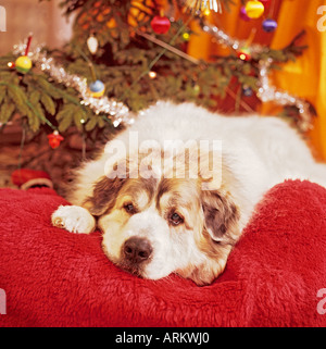 Chien de Montagne des Pyrénées Marshall allongé sur un tapis chaleureux devant un arbre de Noël à l'intérieur à la maison du photographe. Banque D'Images