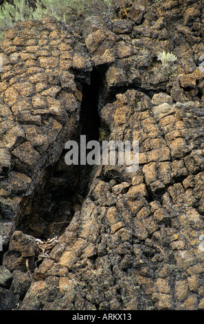 Mentions légales d'un arbre dans la coulée de lave National Monument California USA Note sur l'échelle de droite de lapin Banque D'Images