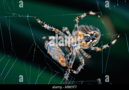 Cross orbweaver, jardin araignée, spider Araneus diadematus (croix), la préparation d'un vol stationnaire capturés Banque D'Images