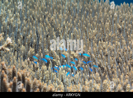 Coraux durs et de l'extracteur Bluegreen, Fidji Banque D'Images