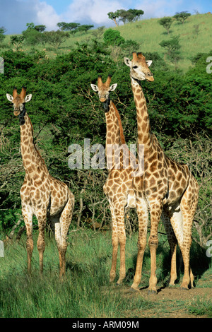 Trois girafes, Giraffa camelopardalis, Itala Game Reserve, KwaZulu-Natal, Afrique du Sud, l'Afrique Banque D'Images