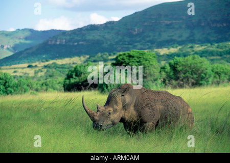 Rhinocéros blanc (rhino), Ceratherium sumum, Itala Game Reserve, KwaZulu-Natal, Afrique du Sud, l'Afrique Banque D'Images