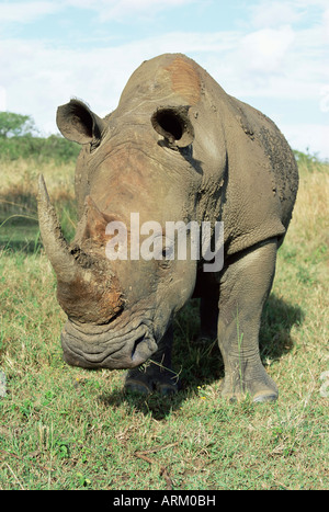 Le rhinocéros blanc (Ceratotherium simum), rhino, Itala Game Reserve, KwaZulu-Natal, Afrique du Sud, l'Afrique Banque D'Images