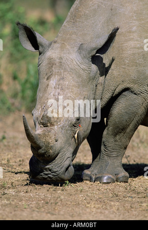 Le rhinocéros blanc (Ceratotherium simum), rhino, Itala Game Reserve, KwaZulu-Natal, Afrique du Sud Banque D'Images