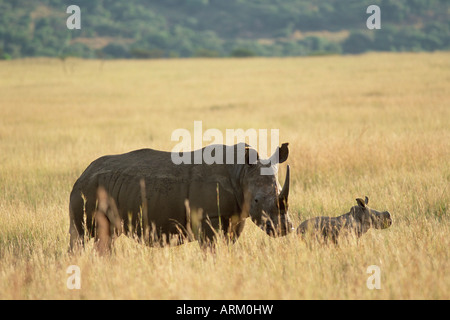 Le rhinocéros blanc (Ceratotherium simum), rhino, mère et son petit, Itala Game Reserve, Afrique du Sud, l'Afrique Banque D'Images