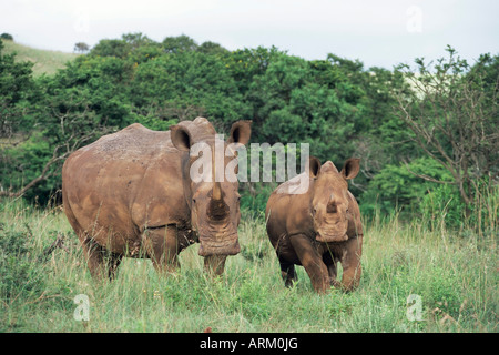 Le rhinocéros blanc (Ceratotherium simum), rhino, mère et son petit, Itala Game Reserve, Afrique du Sud, l'Afrique Banque D'Images