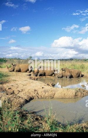 Le rhinocéros blanc (Ceratotherium simum), rhino, au repos, Hluhluwe Umfolozi Game Reserve, Afrique du Sud, l'Afrique Banque D'Images