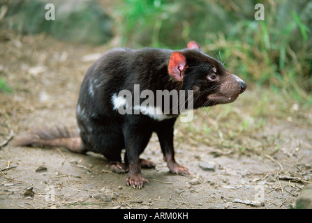 Diable de Tasmanie, Sarcophilus harrisii, en captivité, l'Australie, du Pacifique Banque D'Images