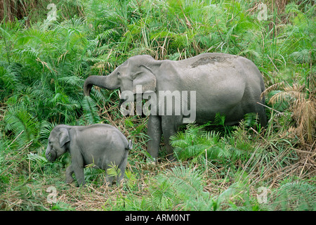 Wild Asian elephant, Elephas maximus, l'alimentation, le parc national de Kaziranga, Assam, Inde, Asie Banque D'Images