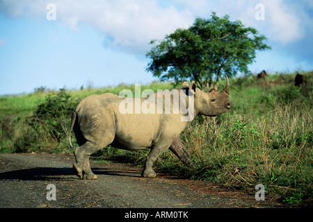 Le rhinocéros noir (rhino), Ceratotherium simum, Itala Game Reserve, Kwazulu-Natal, Afrique du Sud, l'Afrique Banque D'Images