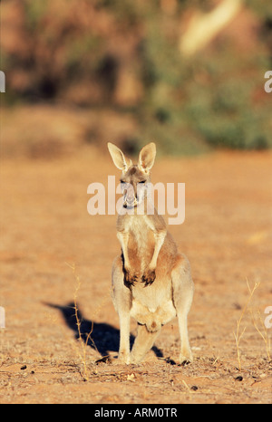 Kangourou rouge, Macropus rufus, le Parc National de Mootwingee, New South Wales, Australie, Pacifique Banque D'Images