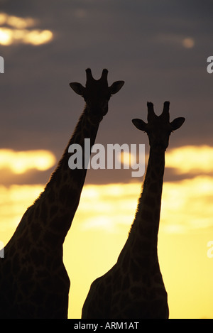 Deux girafes (Giraffa camelopardalis), en silhouette au coucher du soleil, Parc National d'Etosha, Namibie, Afrique Banque D'Images