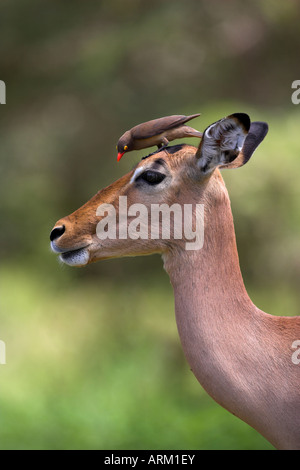 Redbilled oxpecker femelle impala avec, Kruger National Park, Mpumalanga, Afrique du Sud Banque D'Images