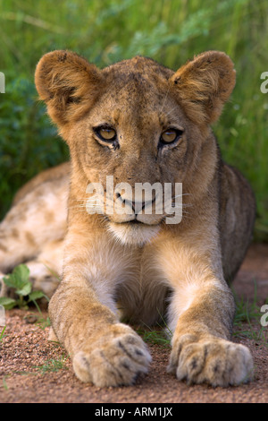 Lion, Panthera leo, dans le Parc National de Kruger Mpumalanga, Afrique du Sud Banque D'Images