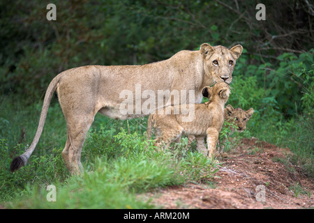 Lioness (Panthera leo), avec petits, Kruger National Park, Afrique du Sud, l'Afrique Banque D'Images