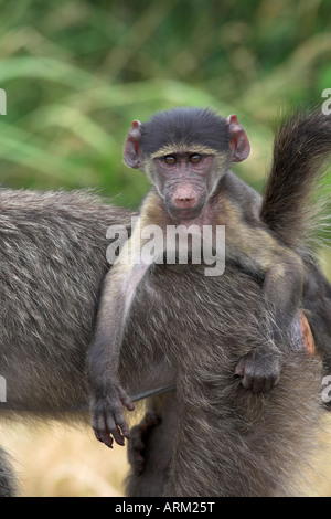 Jeune babouin chacma (Papio cynocephalus ursinus), équitation sur des profils est de retour, Kruger National Park, Mpumalanga, Afrique du Sud, l'Afrique Banque D'Images