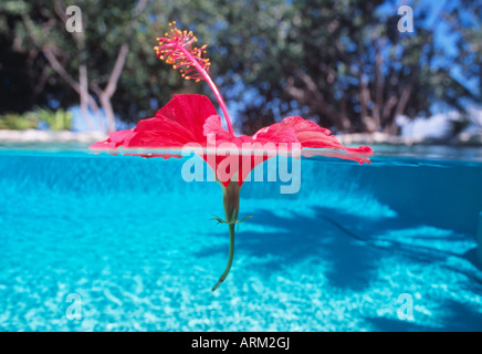 Fleurs Hibuscus flotte dans une piscine Banque D'Images