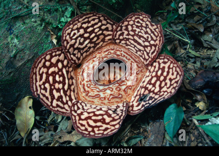 Close-up de la Rafflesia, la plus grande plante à fleurs, de Bornéo, en Asie Banque D'Images