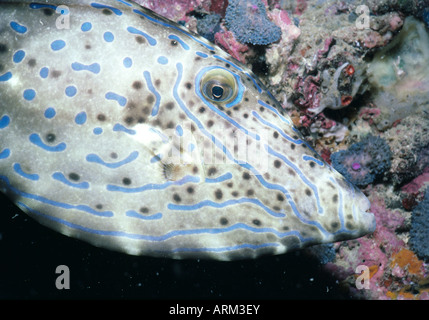 Aluterus scriptus, Philippines Banque D'Images