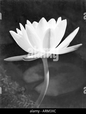 VRB101327 fleur de lotus en pleine floraison l'Inde 1940 Banque D'Images