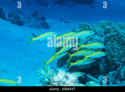 Goldstriped (goatfish Mulloidichthys vanicolensis), Okinawa, Japon Banque D'Images