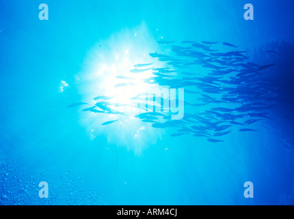 Trevallyfish obèse (Caranx sexfasciatus), Layang Layang, Malaisie Banque D'Images