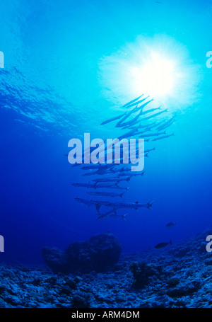 Trevallyfish obèse (Caranx sexfasciatus), Layang Layang, Malaisie Banque D'Images