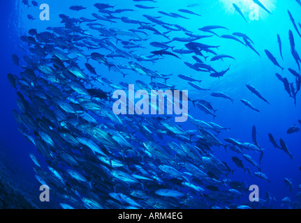 Trevallyfish obèse (Caranx sexfasciatus), Layang Layang, Malaisie Banque D'Images