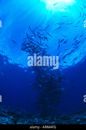 Trevallyfish obèse (Caranx sexfasciatus), Layang Layang, Malaisie Banque D'Images