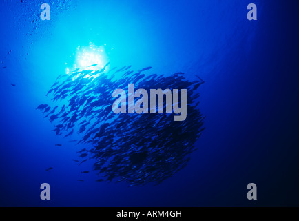 Trevallyfish obèse (Caranx sexfasciatus), Layang Layang, Malaisie Banque D'Images