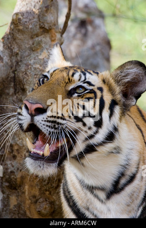 Tigre de l'Inde (Bengale) tigre (Panthera tigris tigris), Bandhavgarh National Park, l'état de Madhya Pradesh, Inde, Asie Banque D'Images