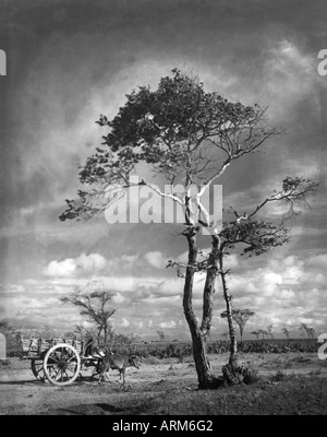 VRB101273 charrette se tiennent près de l'arbre Palghar Maharashtra Inde 1940 s Banque D'Images