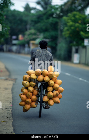 Homme portant des noix de coco sur l'arrière de son vélo, le Sri Lanka, l'Asie Banque D'Images