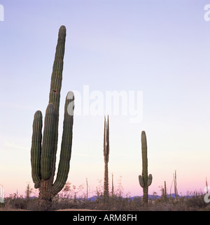 Cactus après le coucher du soleil, Baja, au Mexique, en Amérique du Nord Banque D'Images