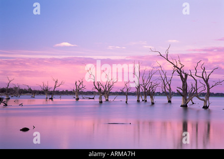 Les arbres morts, le lac Bonney, Australie du Sud, Australie, Pacifique Banque D'Images