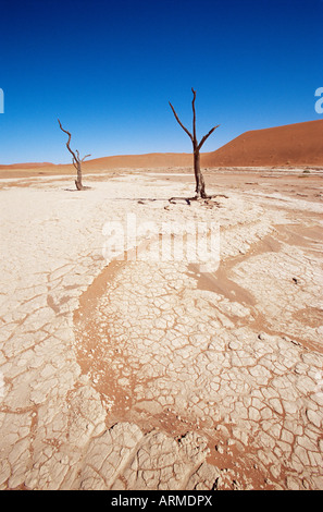 Deadvlei, Namib Naukluft Park, Namibie, Afrique Banque D'Images