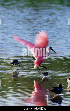 Roseate spoonbill (Ajaia ajaja), J. N. 'Ding' Darling National Wildlife Refuge, Floride, États-Unis d'Amérique, Amérique du Nord Banque D'Images