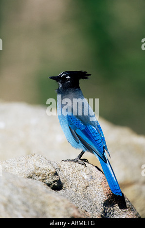 Le geai de Steller (Cyanocitta stelleri), Rocky Mountain National Park, Colorado, États-Unis d'Amérique, Amérique du Nord Banque D'Images