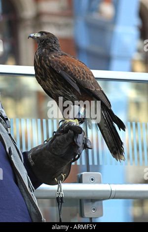 La gare de Saint-pancras, Londres à l'aide d'une buse de Harris pour le contrôle des parasites. L'histoire naturelle. La faune. Banque D'Images