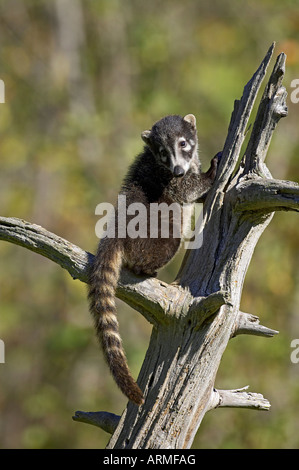 Coati (Nasua narica en captivité), la faune du Minnesota, le grès de connexion, Minnesota, États-Unis d'Amérique, Amérique du Nord Banque D'Images