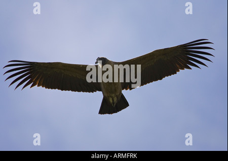 La condor des Andes (Vultur gryphus) planeur, Parc National Torres del Paine, Chili, Amérique du Sud Banque D'Images