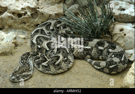 Bitis arietans puff adder (Bitis, lachesis) Banque D'Images