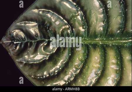 L'oreille des éléphants (Alocasia cuprea), détail d'une feuille Banque D'Images