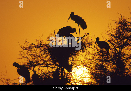 Stork (Mycteria leucocephala peint, Ibis leucocephalus), colonie en lumière du soir, de l'Inde, Bharatpur Banque D'Images