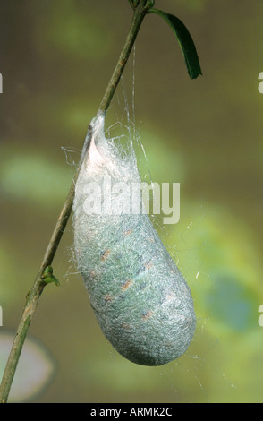 Silkmoth Eupackardia calleta (calleta), Caterpillar dans cocoon Banque D'Images