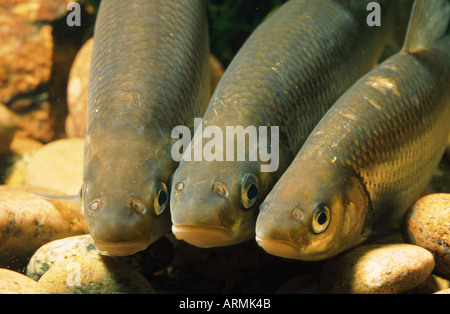 Moucheté (Leuciscus leuciscus) Banque D'Images