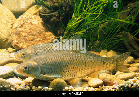 Moucheté (Leuciscus leuciscus) Banque D'Images